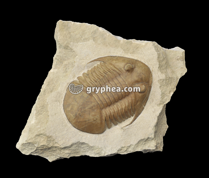 Trilobite - gryphea.org
